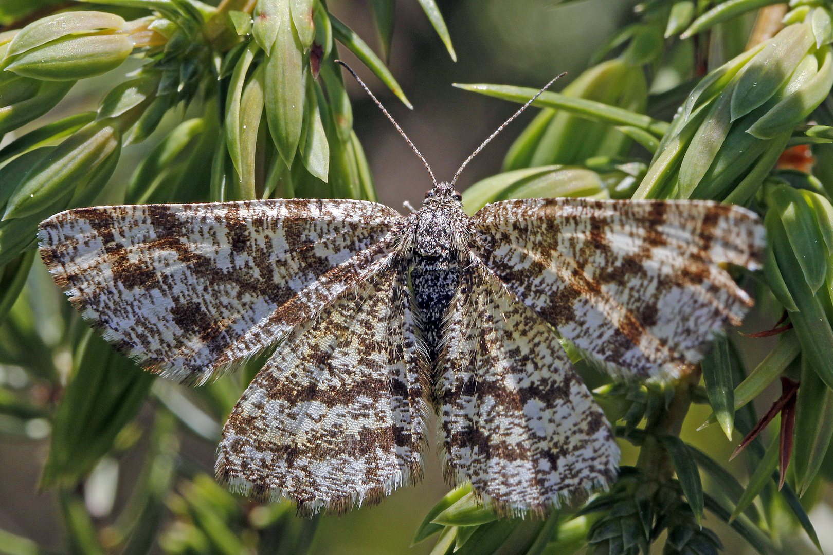 Heidespanner (Ematurga atomaria)