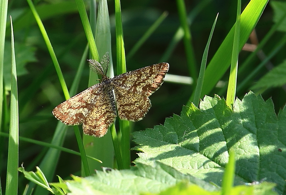 Heidespanner (Ematurga atomaria) 