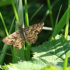 Heidespanner (Ematurga atomaria) 