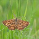 Heidespanner (Ematurga atomaria)