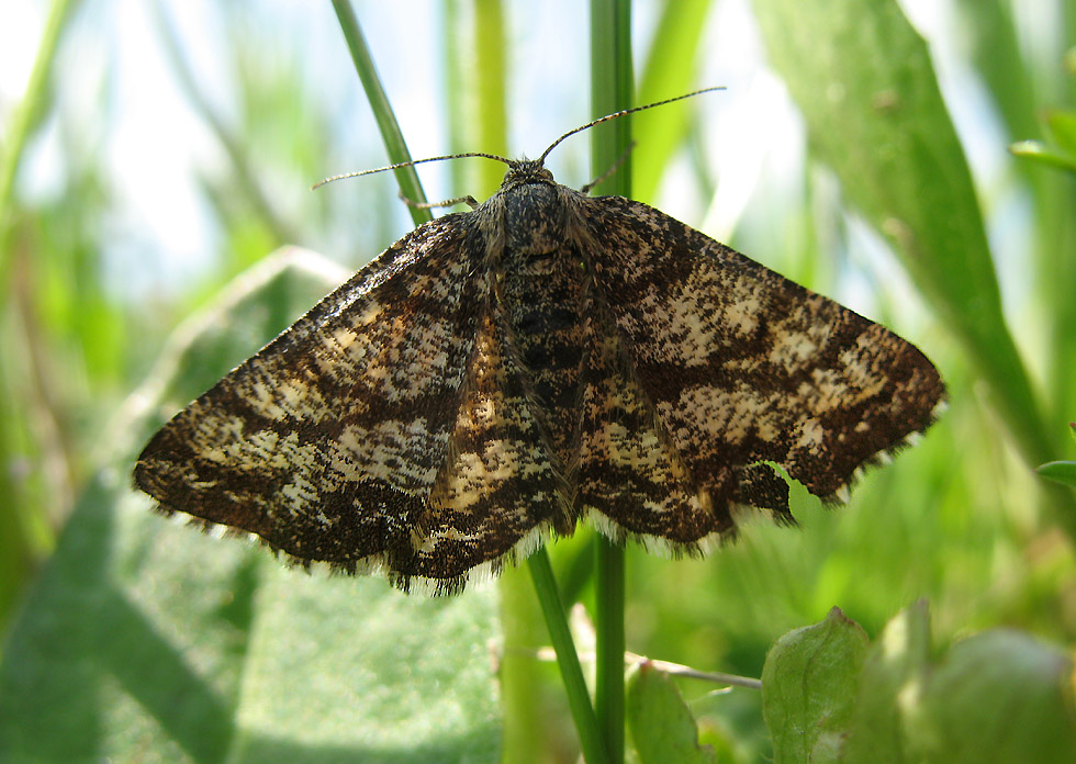 Heidespanner Ematurga atomaria