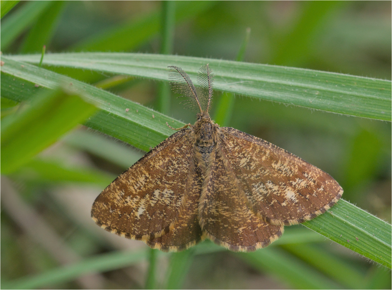 Heidespanner (Ematurga atomaria)