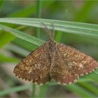 Heidespanner (Ematurga atomaria)