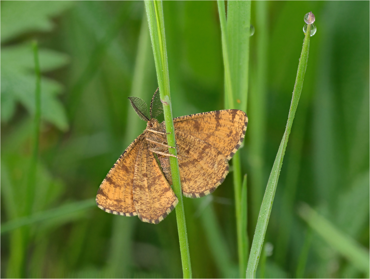 Heidespanner (Ematurga atomaria), Bauchseite