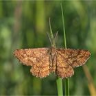 Heidespanner (Ematurga atomaria)