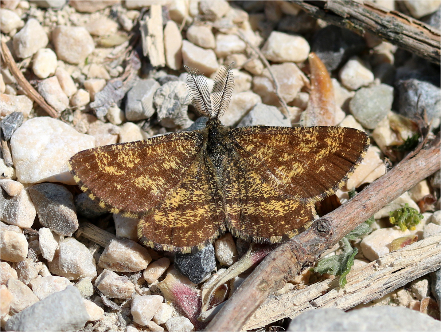 Heidespanner (Ematurga atomaria) - Männchen.