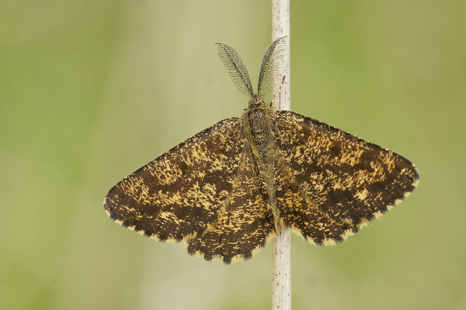 Heidespanner (Ematurga atomaria), Männchen