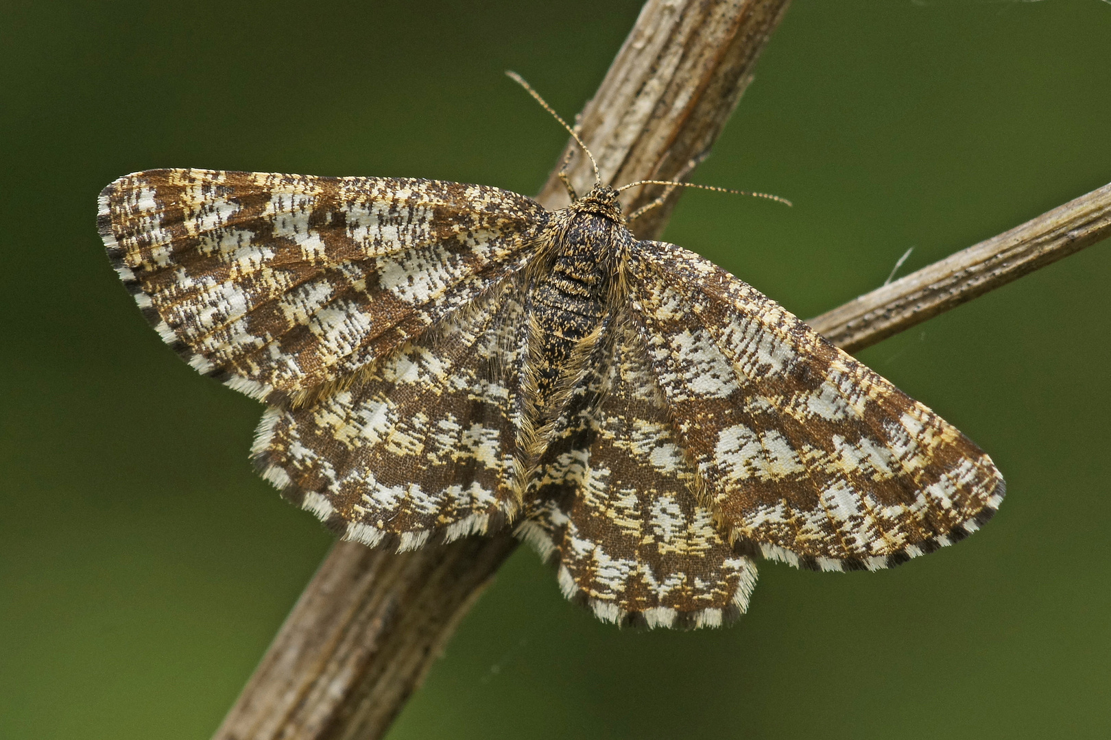 Heidespanner (Ematurga atomaria), Weibchen