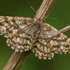 Heidespanner (Ematurga atomaria), Weibchen