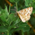 Heidespanner, Heideland-Tagspanner, Ematurga atomaria