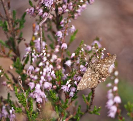 Heidespanner (Hypomecis atomaria) - männlich - auf Besenheide