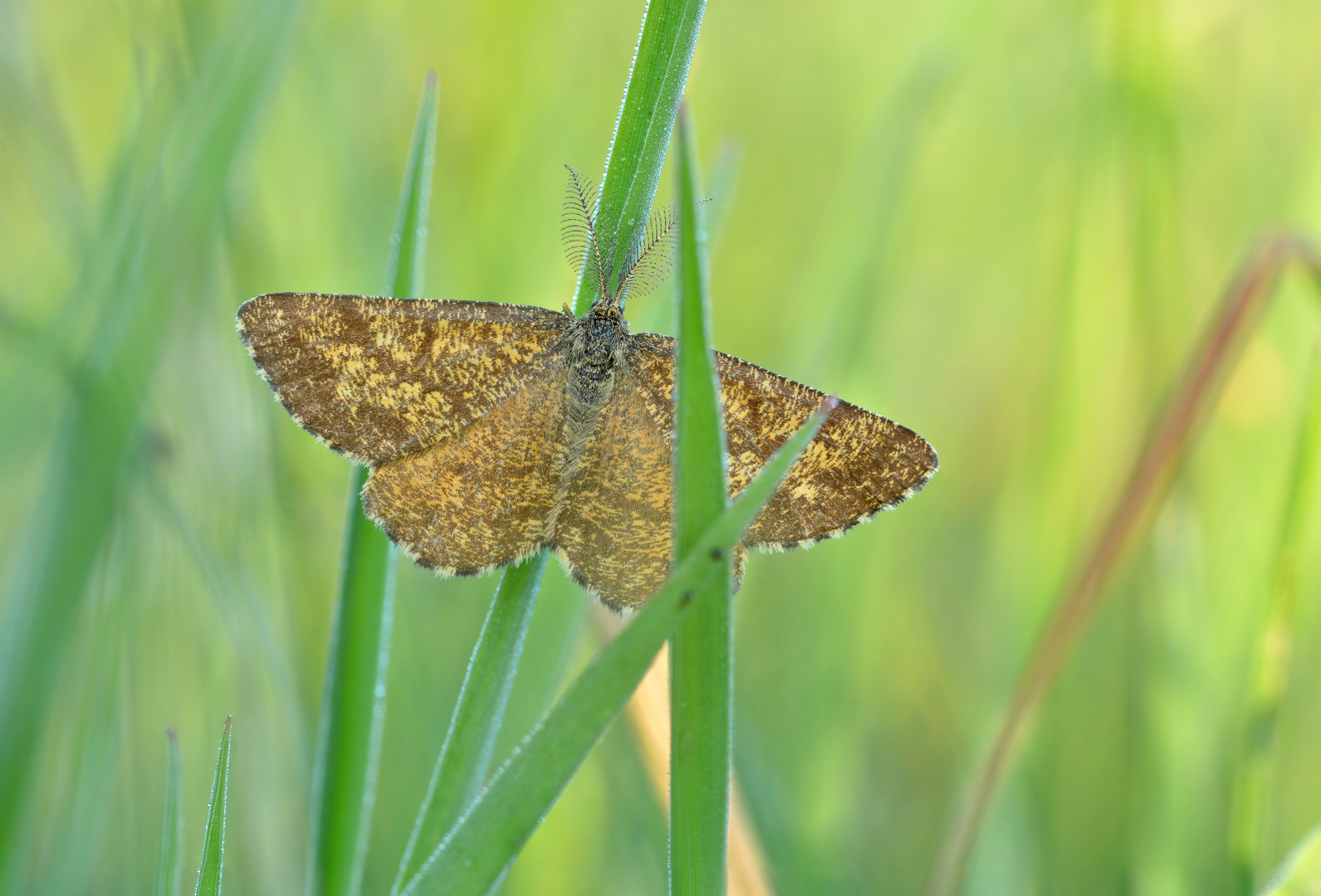 Heidespanner tief im Gras...