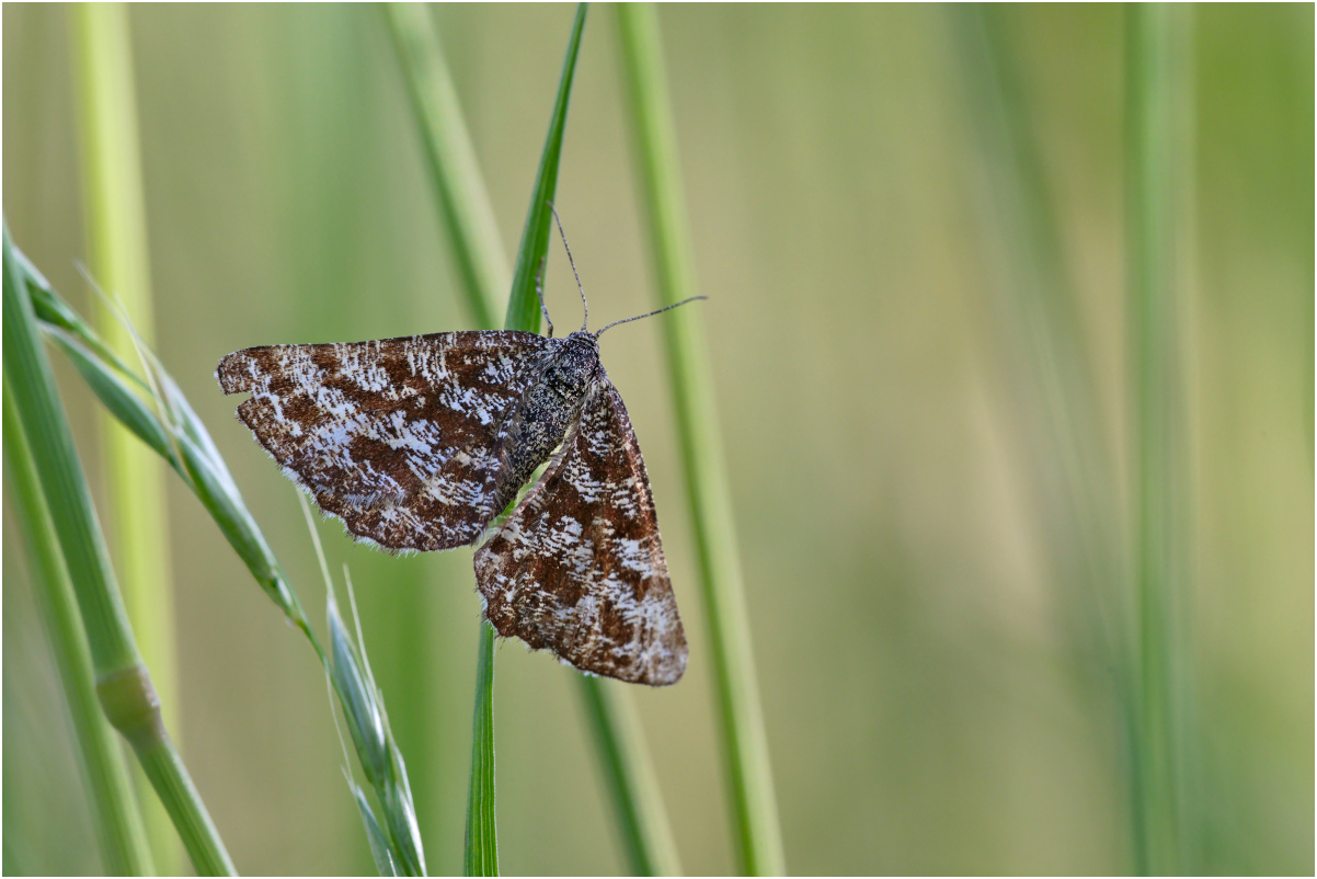 Heidespanner (Weibchen)