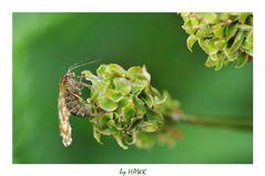 Heidespanner Weibchen bei der Eiablage