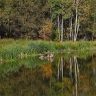 Heideteich mit Spiegelung