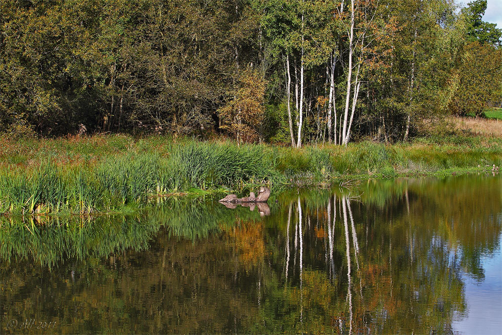 Heideteich mit Spiegelung