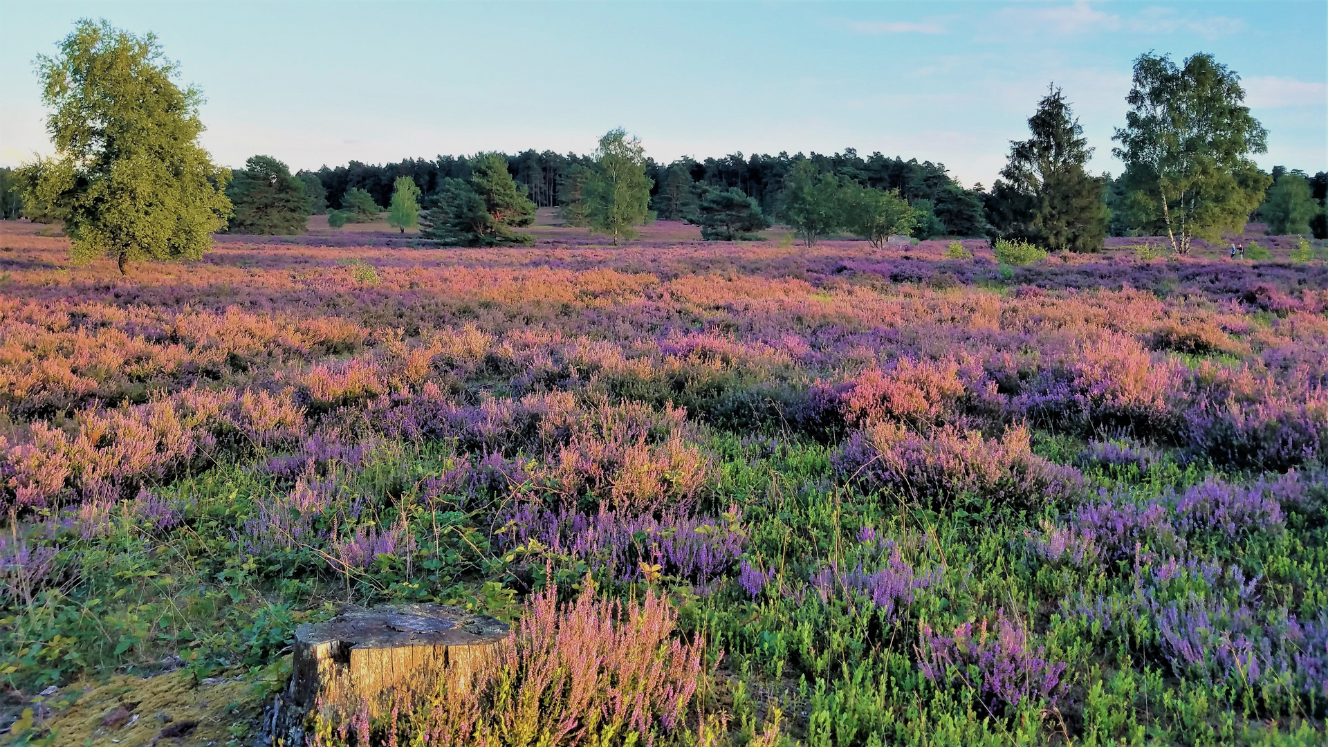 Heideteppich