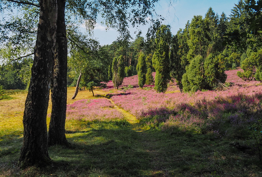 Heidewanderung im "Marxener Paradies"