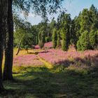 Heidewanderung im "Marxener Paradies"