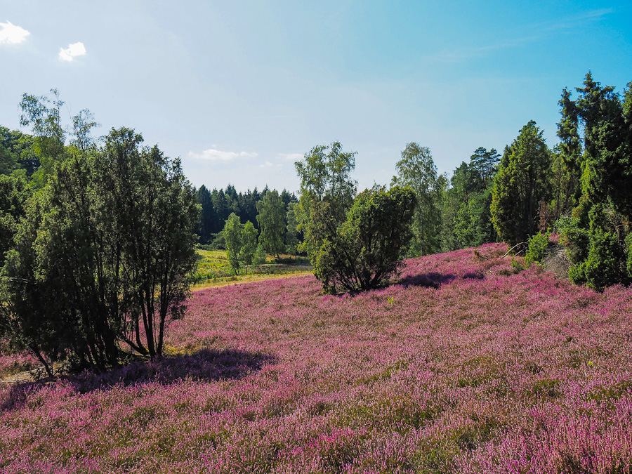 Heidewanderung im "Marxener Paradies"