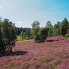 Heidewanderung im "Marxener Paradies"