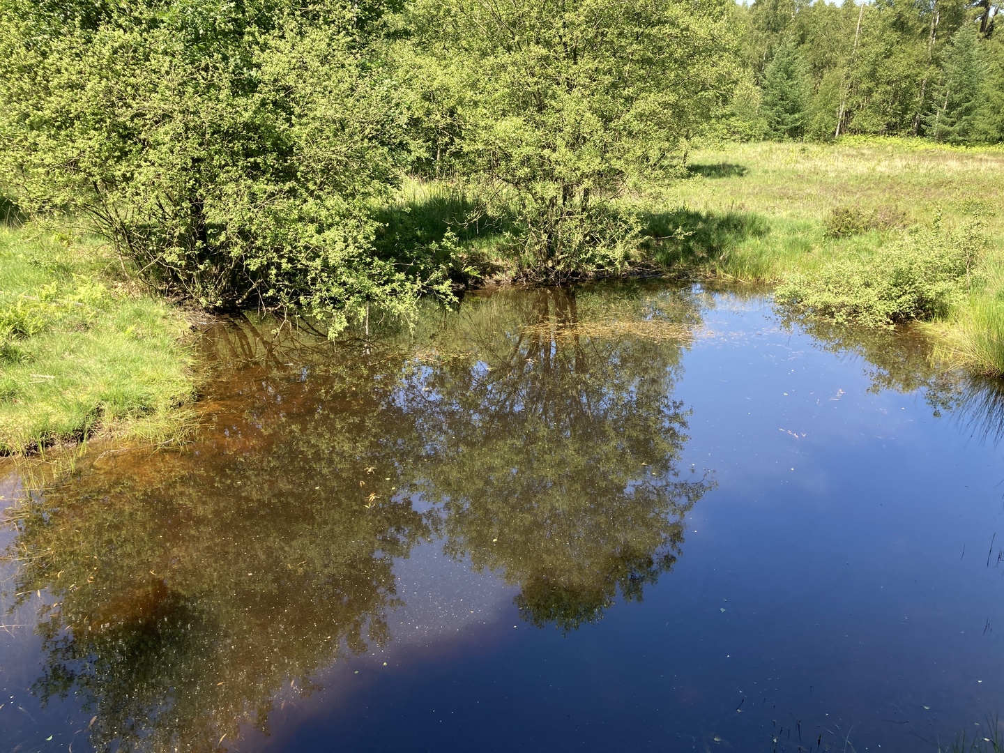 Heideweiher