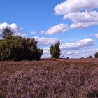 Heidewolken