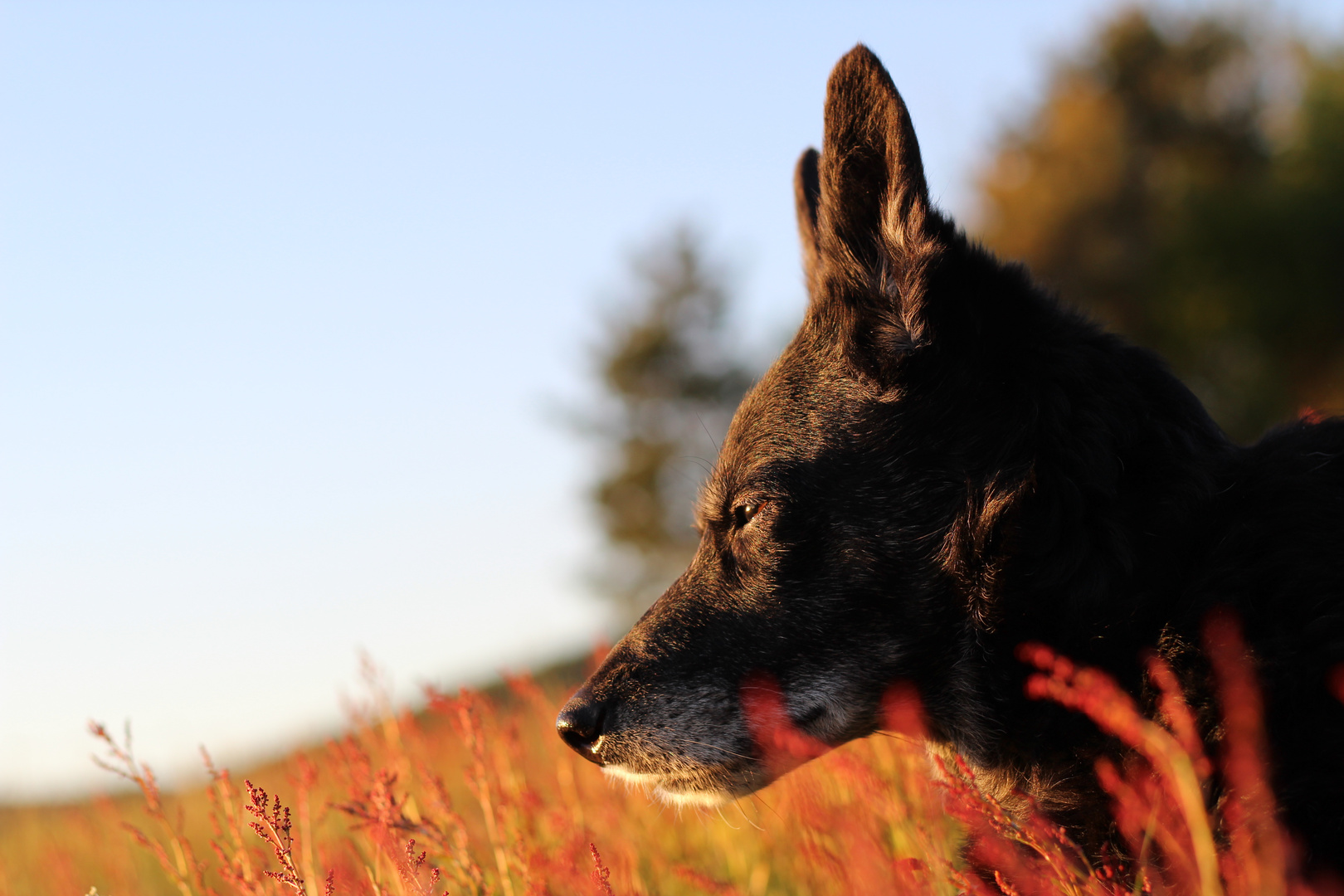 Heidi genießt den Sonnenuntergang