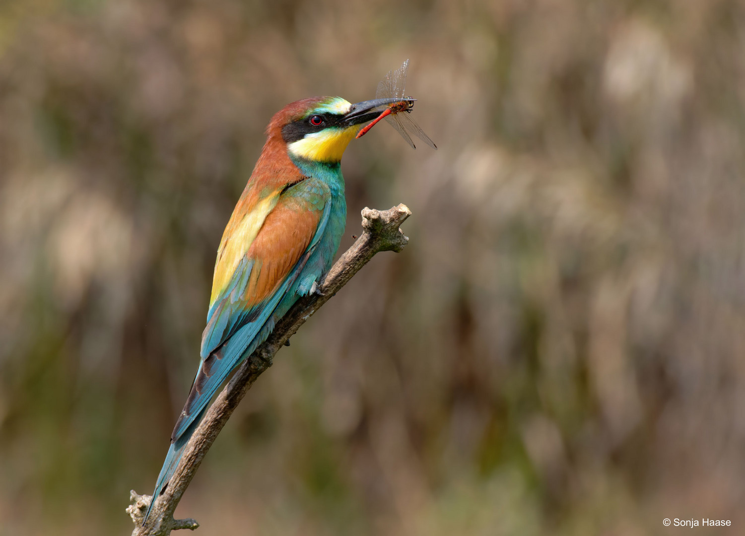 Heidi hat ausgeträumt.. Bienenfresser ( Merops apiaster), mit Heidelibelle