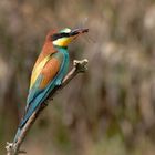 Heidi hat ausgeträumt.. Bienenfresser ( Merops apiaster), mit Heidelibelle