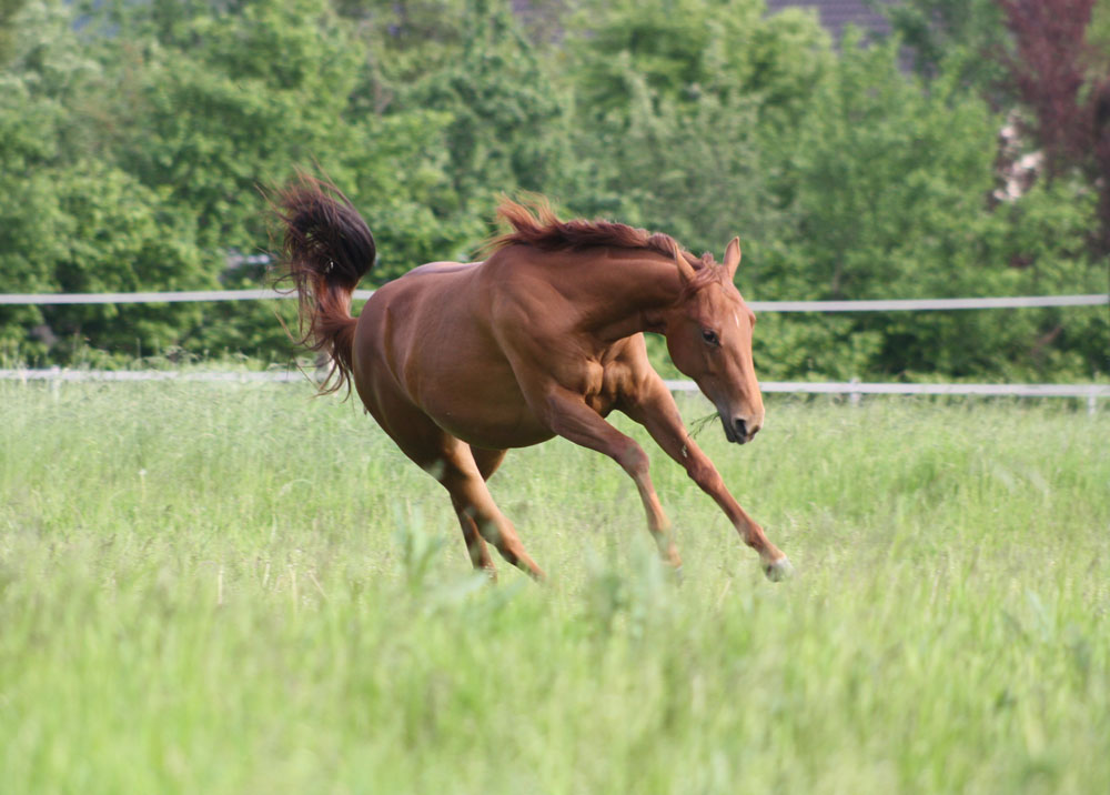 "Heidi in action"