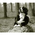 ... Heidi Klum kriegt für so ne Fotosession mindestens 10000 Hundekuchen ... und ich?