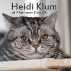 Heidi Klum of Platinum Cats