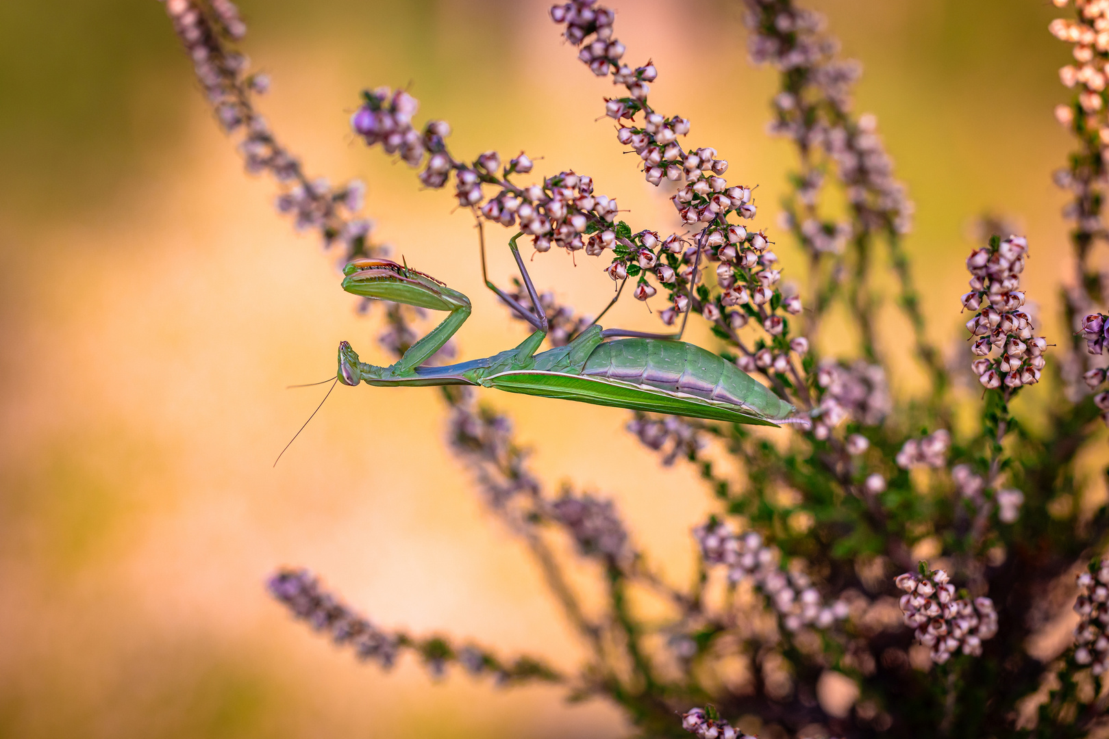 Heidi Mantis ;-)