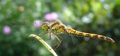 ... Heidi-Weibchen ...: Große Heidelibelle (Sympetrum striolatum)