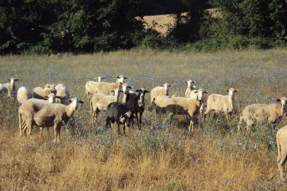 Heidi..le caprette ti fanno ciao Foto