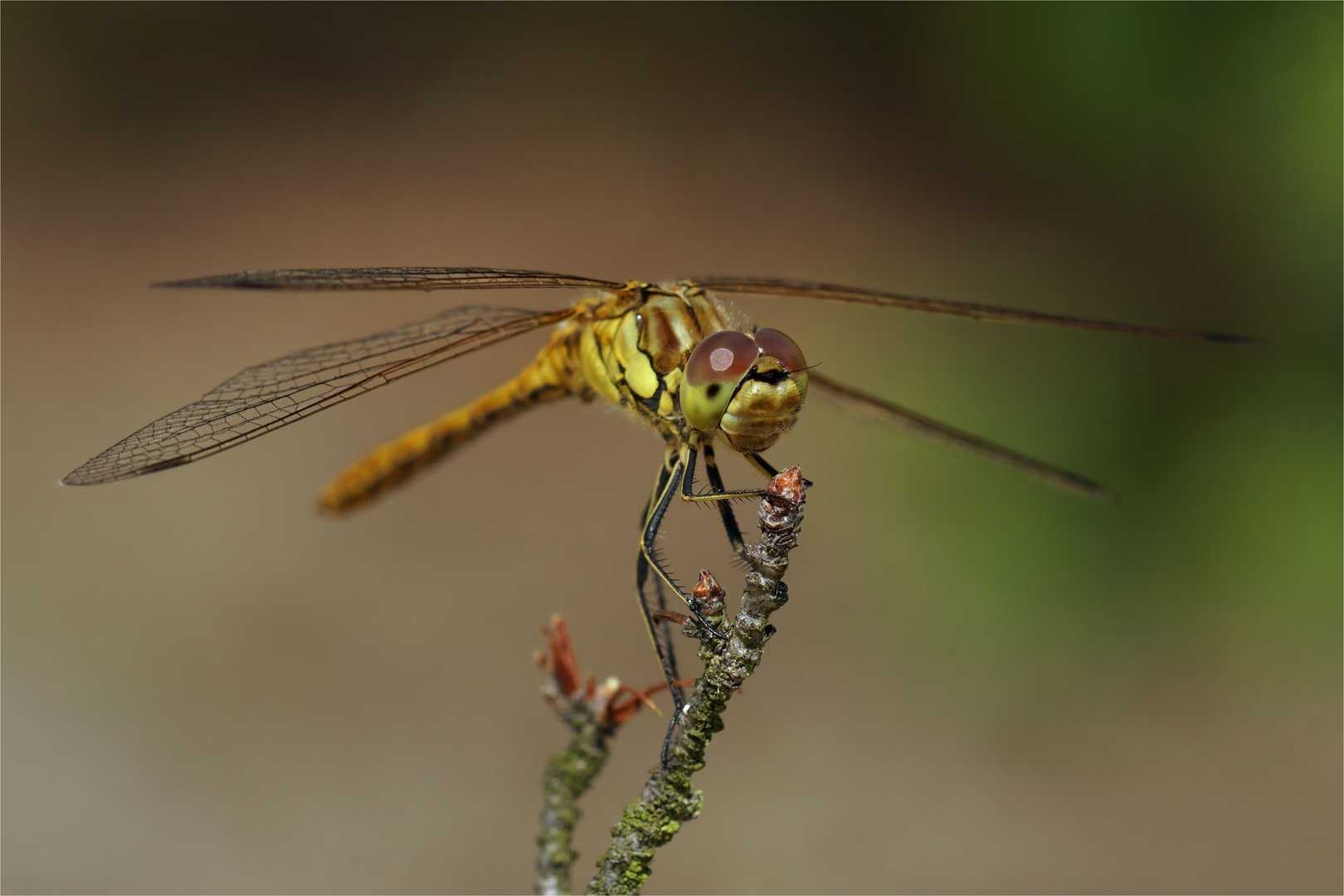 Heidis Sommeransitz- Männliche Gemeine Heidelibelle - Sympetrum vulgatum