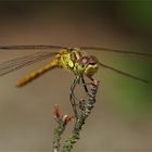 Heidis Sommeransitz- Männliche Gemeine Heidelibelle - Sympetrum vulgatum