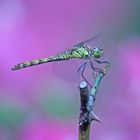 Heidlelibelle vor blühendem Phlox