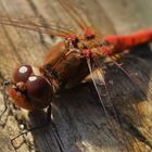 Heidlibelle Sympetrum species