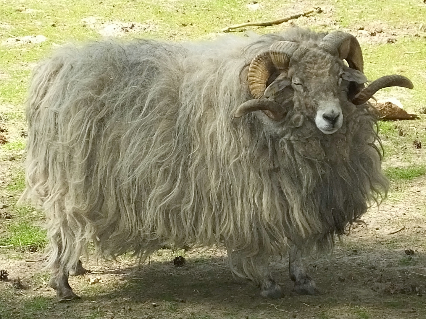 Heidschnucke Foto &amp; Bild | tiere, zoo, wildpark &amp; falknerei, säugetiere ...