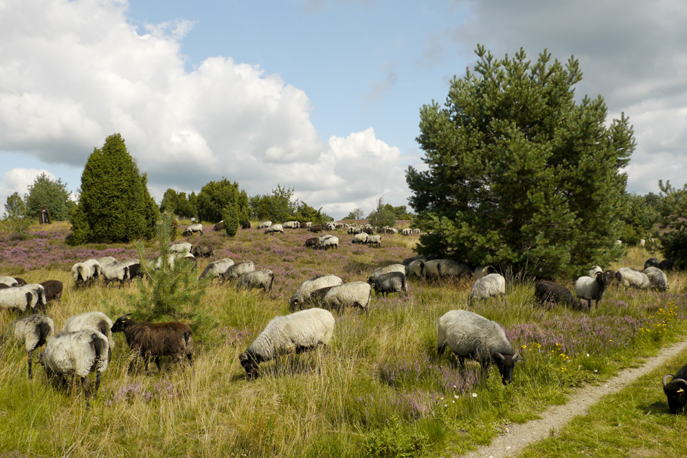 Heidschnucken