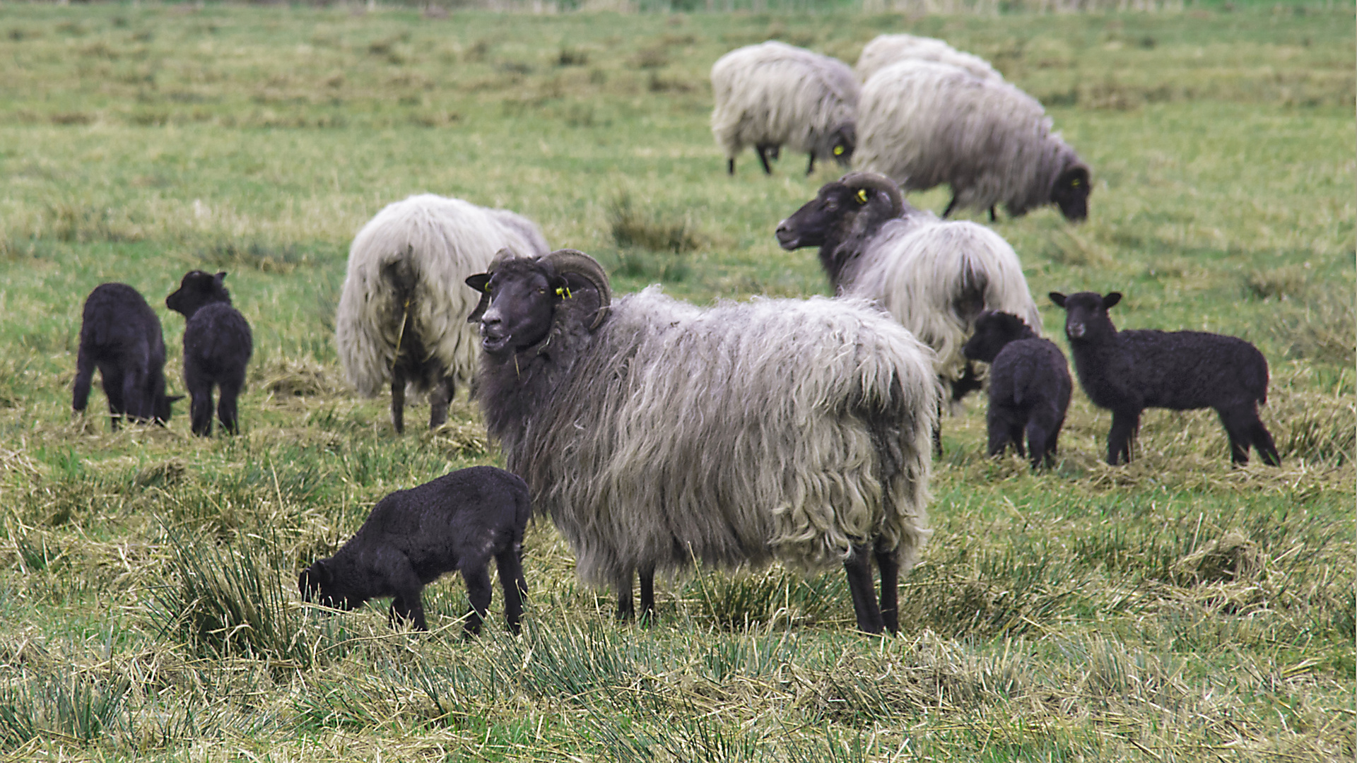 Heidschnucken Foto &amp; Bild | tiere, wildlife, wildlife: sonstige tiere ...