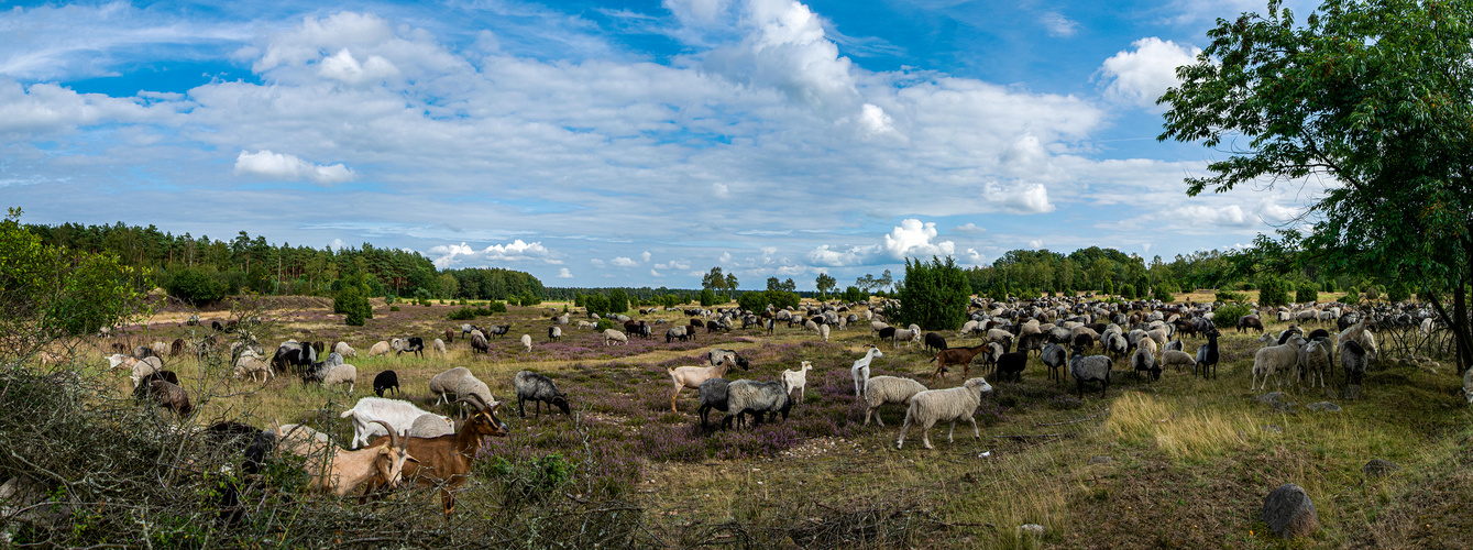 Heidschnucken- am Rande der Heide