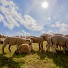 Heidschnucken an der Elbe