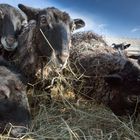 Heidschnucken beim Gruppen-Selfie