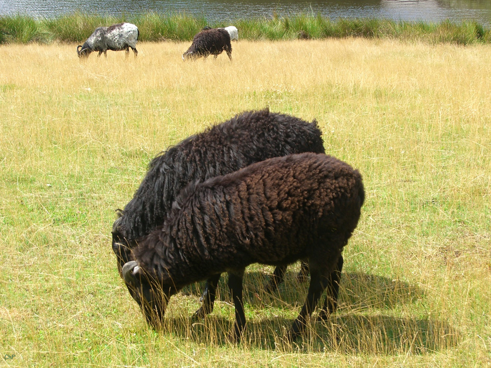 Heidschnucken Doppel-Moppel