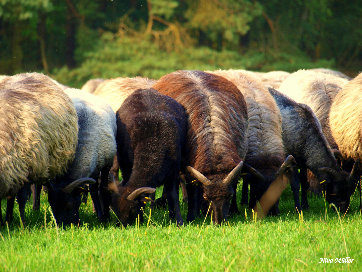 Heidschnucken Eintrieb am Abend