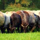 Heidschnucken Eintrieb am Abend