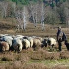 Heidschnucken-Herde in Begleitung von Schäferin und Hund in der herbstlichen Heide.....